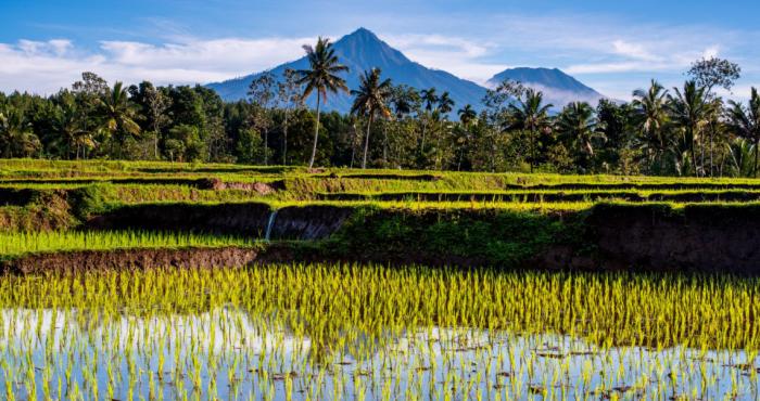 EKOBER (Ekonomi Kebersamaan ) KEGIATAN KETAHANAN PANGAN KABUPATEN SITUBONDO