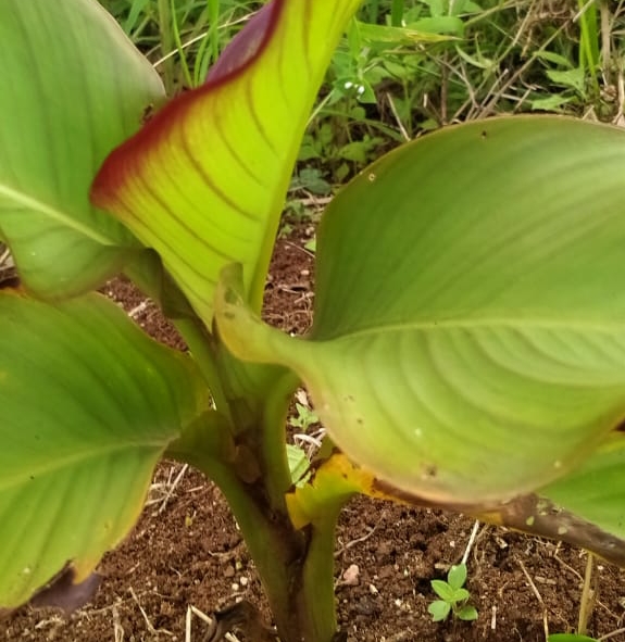 MENGENAL UMBI GANYONG