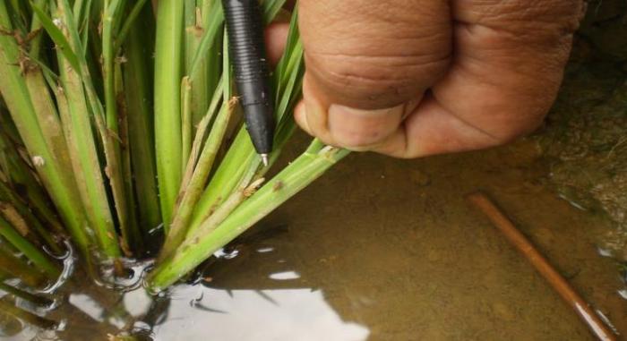 HAMA WERENG DAN PENGENDALIANNYA