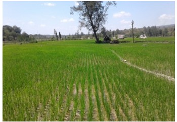 Pengendalian Gulma Padi Sawah