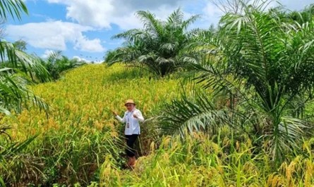 Tumpangsari Padi Gogo dengan Kelapa Sawit dan Kelapa Dalam