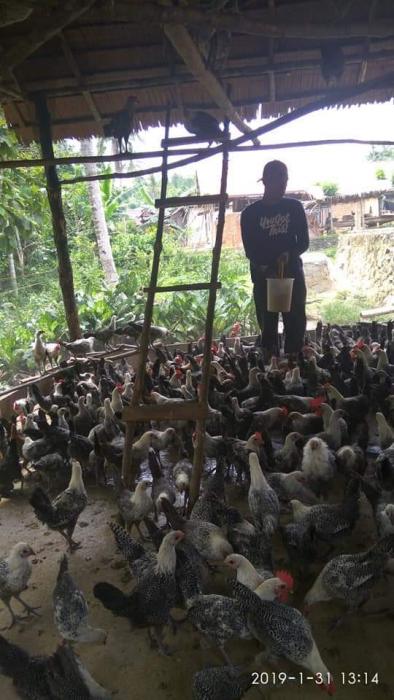MENCOBA PERUNTUNGAN DENGAN BUDIDAYA AYAM ARAB