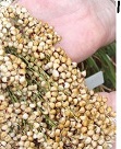 Sorgum Sebagai Sumber Pangan Alternatif