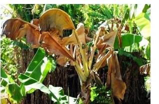 Pengendalian  Penyakit Badong Pada Tanaman Pisang (pseudomonas Solanacearum)