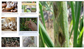 Menegenal Berbagai Penyakit Dan Pengedalian Pada Tanaman Bawang Putih