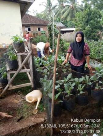 MENANAM POKCOY/PAK CHOI SECARA ORGANIK