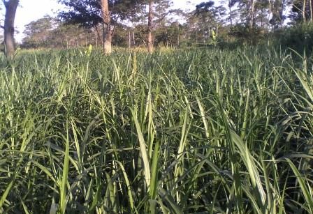 PUPUK ORGANIK MENDUKUNG BUDIDAYA BERKELANJUTAN