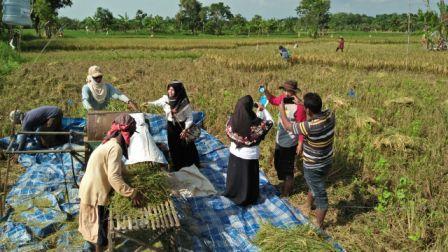 Teknik Ubinan pada tanaman Padi