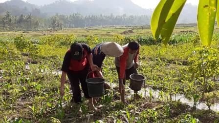 PEMUPUKAN PADA TANAMAN JAGUNG