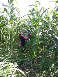 Pemangkasan Daun Bagian Bawah Tongkol Jagung (zea Mays)