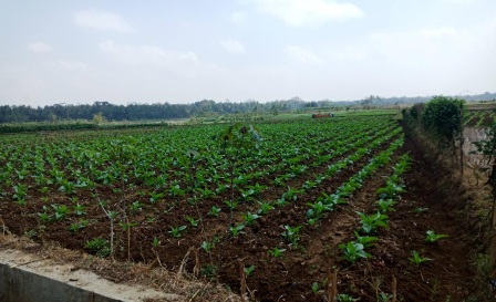 Budidaya Tembakau Lokal  Dengan Sistem Tanpa Olah Tanah (TOT) di Desa Ganggeng Purworejo