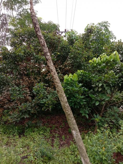 PENGENDALIAN HAMA DAN PENYAKIT TANAMAN PEPAYA