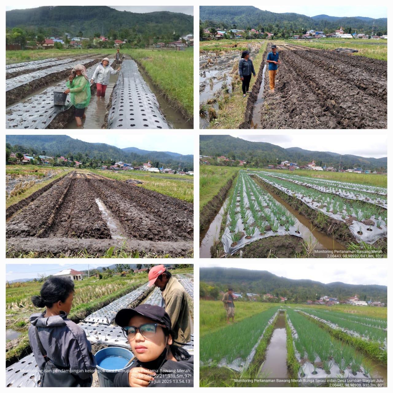Budidaya Bawang Merah