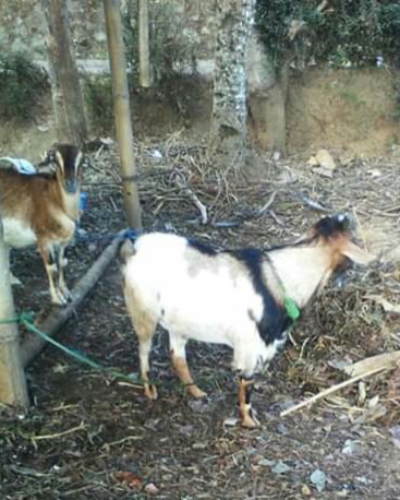 Menentukan Umur Kambing Berdasarkan Gigi Kambing