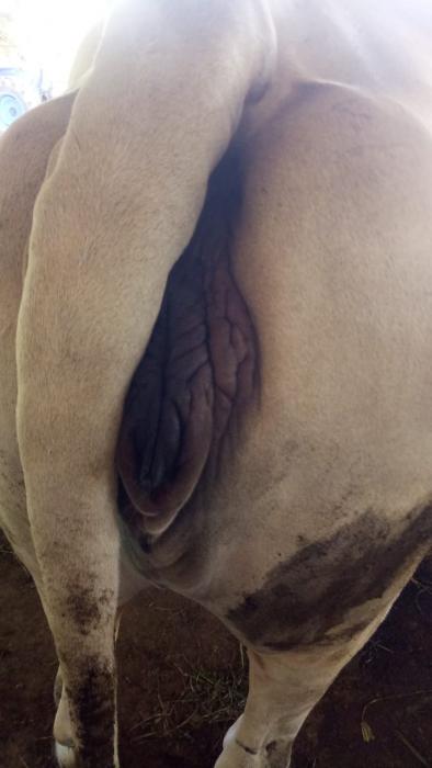 MANAJEMEN PERKAWINAN: KUNCI KEBERHASILAN KEBUNTINGAN SAPI