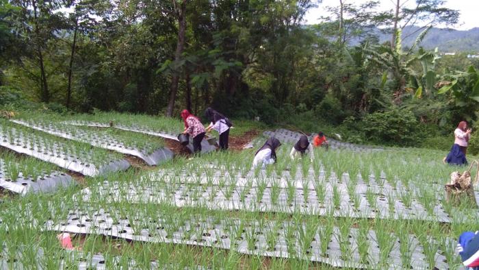 metode demplot bawang merah di lahan bpp oleh penyuluh kecamatan kepahiang