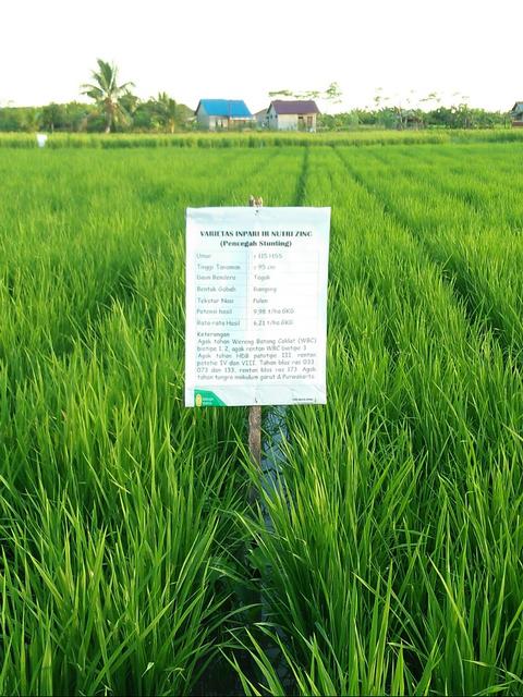 TEKNOLOGI BUDIDAYA VUB INPARI IR NUTRI ZINC DI LAHAN PASANG SURUT KABUPATEN SAMBAS, KALIMANTAN BARAT