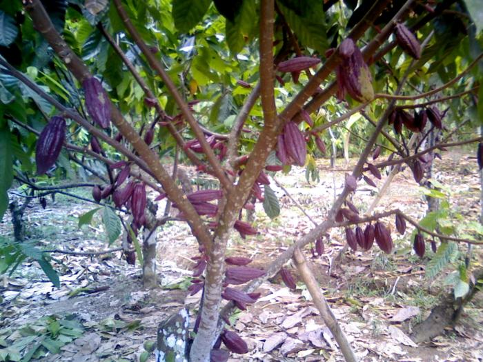 PENGENALAN JENIS-JENIS KAKAO YANG UNGGUL DI SULAWESI