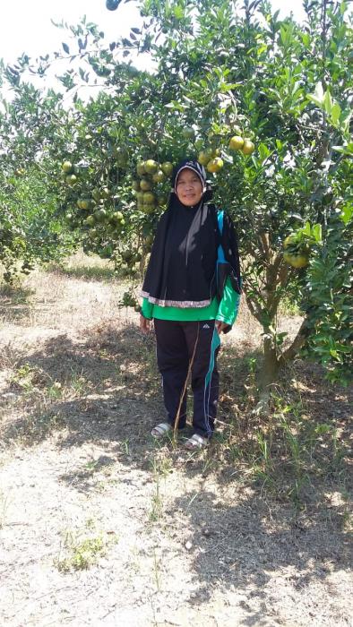 budidaya jeruk siam lubuk cimpur kecamatan kampar kiri
