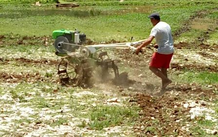 PENGOLAHAN TANAH TANAMAN PADI SAWAH