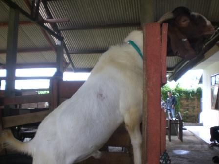 MEMILIH BIBIT UNGGUL TERNAK KAMBING