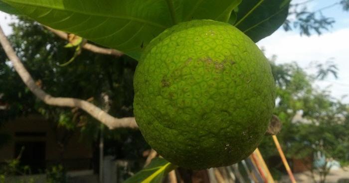 CARA MEMBUAT TEPUNG SUKUN