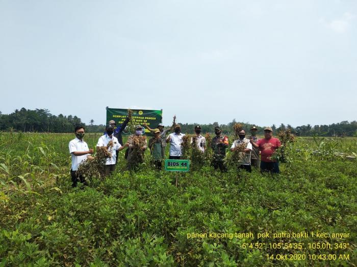 KOSTRATANI BPP ANYAR SUKSES DAMPINGIN PETANI KACANG TANAH DI DESA TANJUNGMANIS