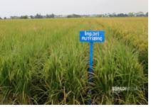 Inpari IR Nutri Zinc Bermanfaat Untuk Kesehatan