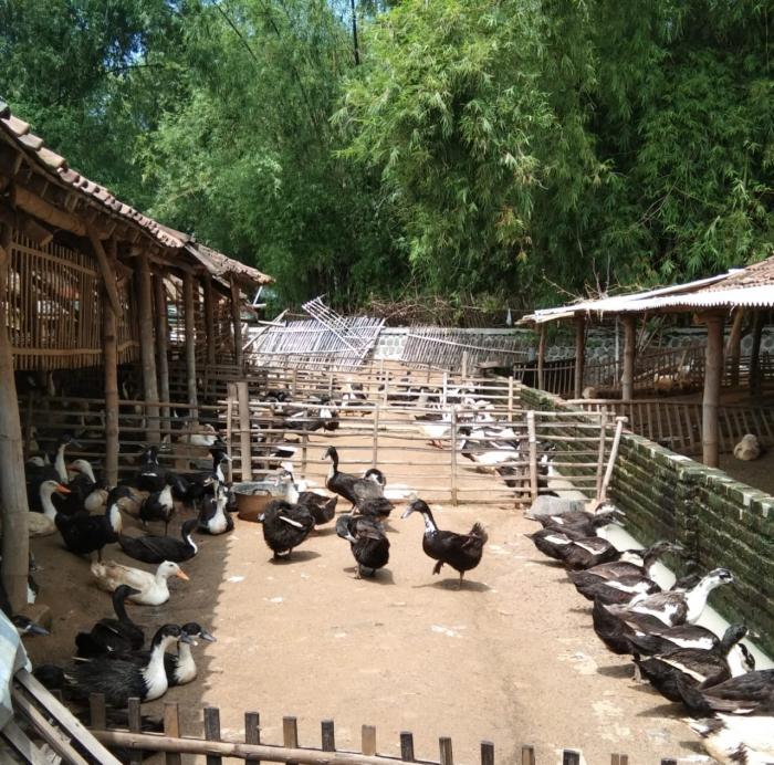 Kondisi Biosekuriti Dan Manajemen Peternakan Itik Skala Kecil Di Kabupaten Mojokerto