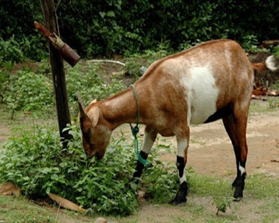 KESEHATAN TERNAK KAMBING