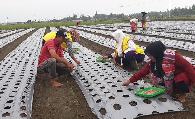 Penanaman Bawang Merah 