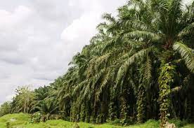 MENURUNKAN EMISI GAS RUMAH KACA DI LOKASI PERKEBUNAN SAWIT