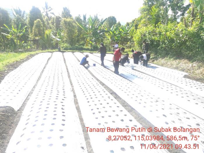 CARA MENANAM BAWANG PUTIH DI POLIBAG