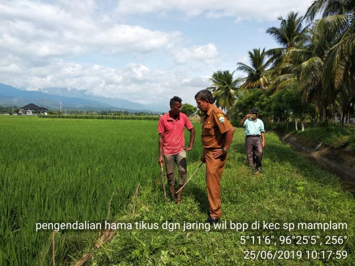 Pengendalian Hama Tikus Pada Padi