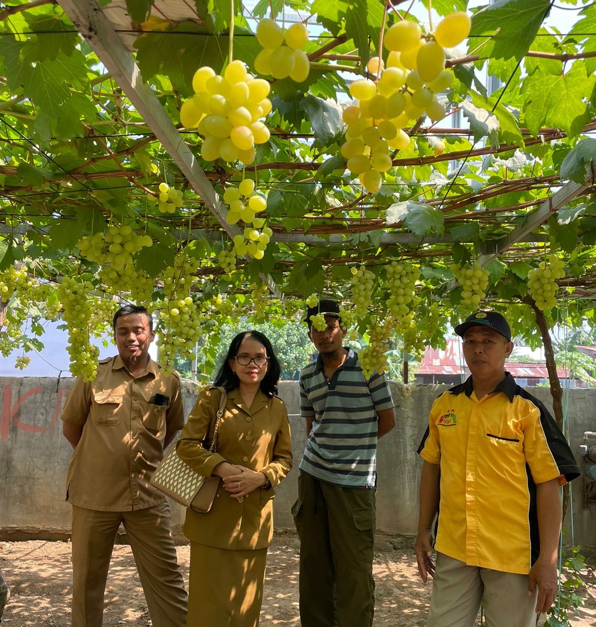 Anggur, Tanaman Subtropis yang Tumbuh Subur di Takalar