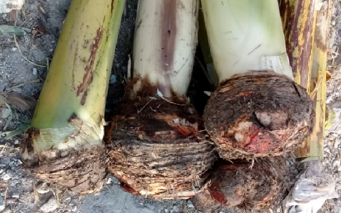 BIODEKOMPOSER BONGGOL PISANG DAN EMPON-EMPON