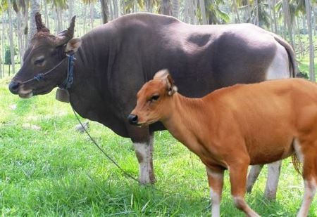 Kunci Sukses Bisnis Ternak  Sapi Bali