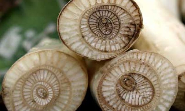 PEMBUATAN PUPUK FORFOR CAIR DARI BONGGOL PISANG, DESA TALUN KECAMATAN NGEBEL