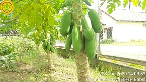 SI CANTIK MANIS PEPAYA MERAH DELIMA