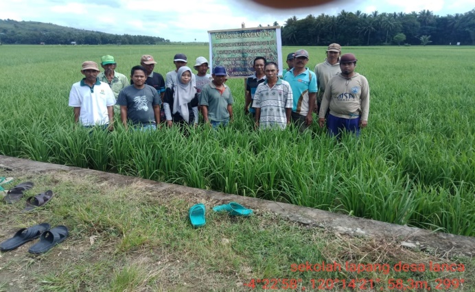 perbandingan penerapan pola sistim tanam jajar legowo dengan tabela peranannya dalam  peningkatan produksi produksi padi 