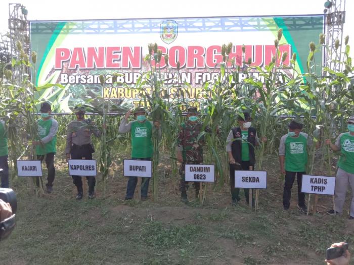 PENAN SHORGUM PERDANA BERSAMA BUPATI  DAN FORKOMFINDO SITUBONDO