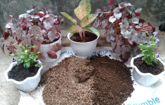 Media Tanam Untuk Tanaman Hias