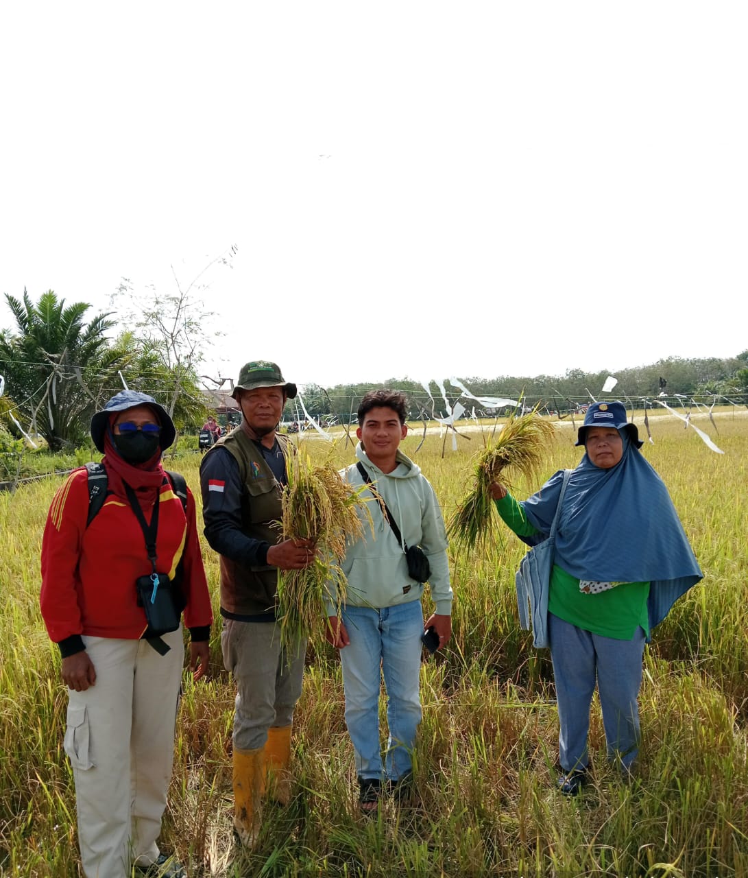 PENGAMBILAN UBINAN PADI SAWAH DI POKTAN PENEBAK INDAH KELURAHAN BATU PANJANG KEC.RUPAT