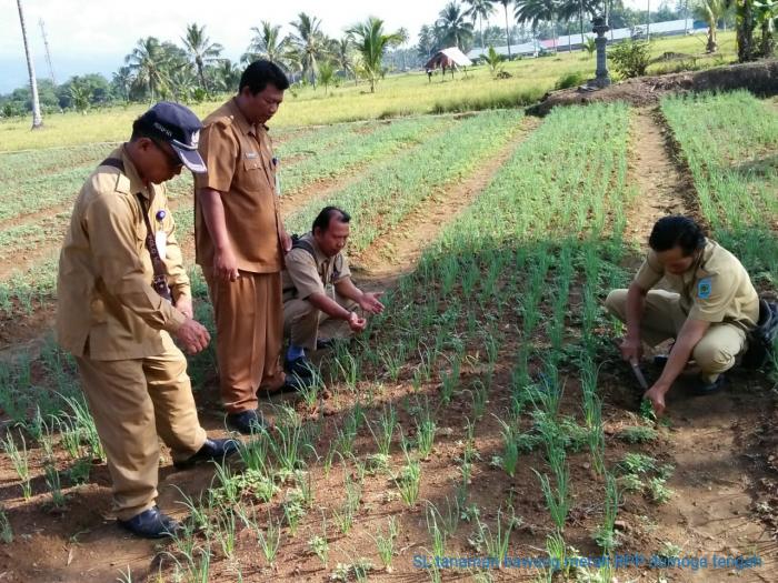 Penanaman Tanaman Bawang Merah di PokTan Kembang sari 2 Desa Werdhi Agung selatan