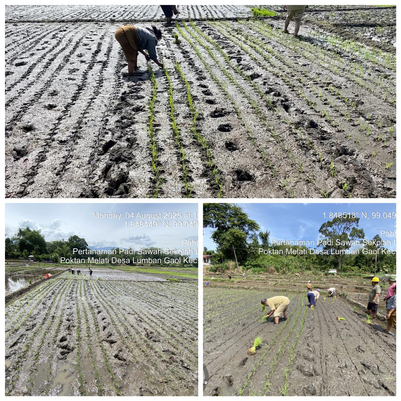 Sistem Tanam Jajar Legowo