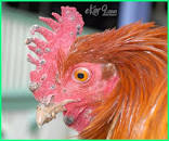 PENYAKIT YANG SERING MENYERANG AYAM RAS PETELUR