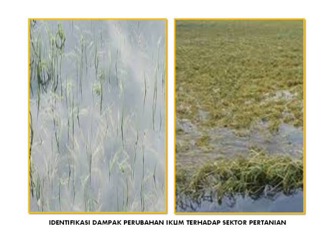 IDENTIFIKASI DAMPAK PERUBAHAN IKLIM TERHADAP SEKTOR PERTANIAN