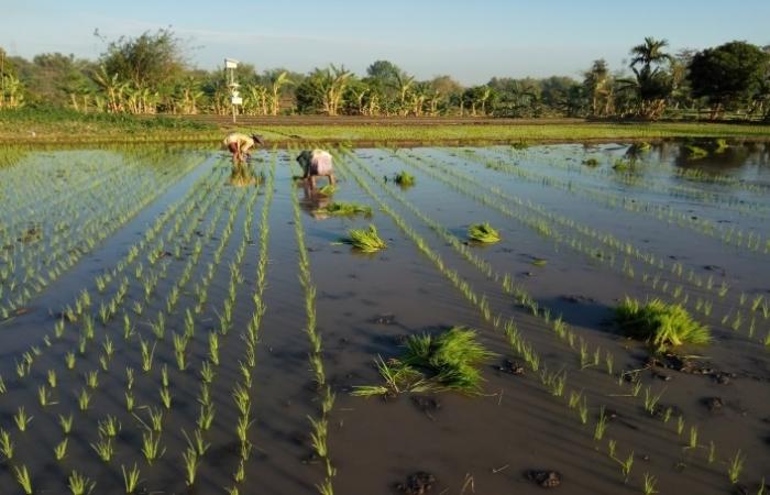 STRATEGI MENGHASILKAN ANAKAN PADI PRODUKTIF DI POKTAN JAYA AGUNG 3 