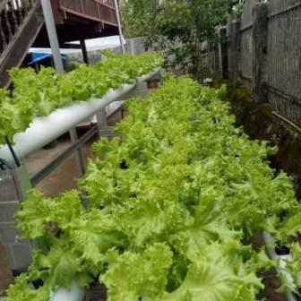 Keunggulan Selada Hidroponik