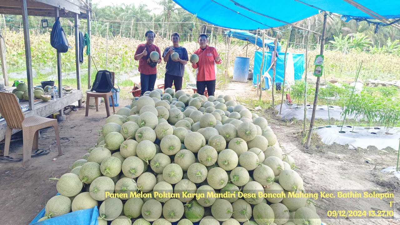 PANEN MELON POKTAN KARYA MANDIRI DESA BONCAH MAHANG  KECAMATAN BATHIN SOLAPAN KABUPATEN BENGKALIS.